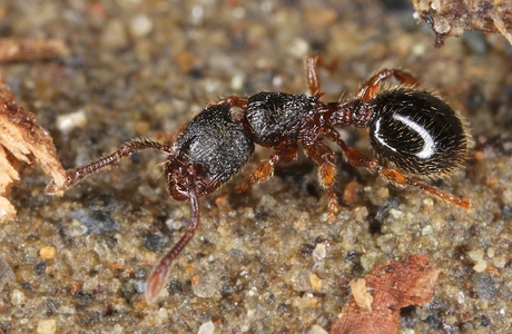 Versteckte Knotenameise  (Myrmecina graminicola) - © Gernot Kunz